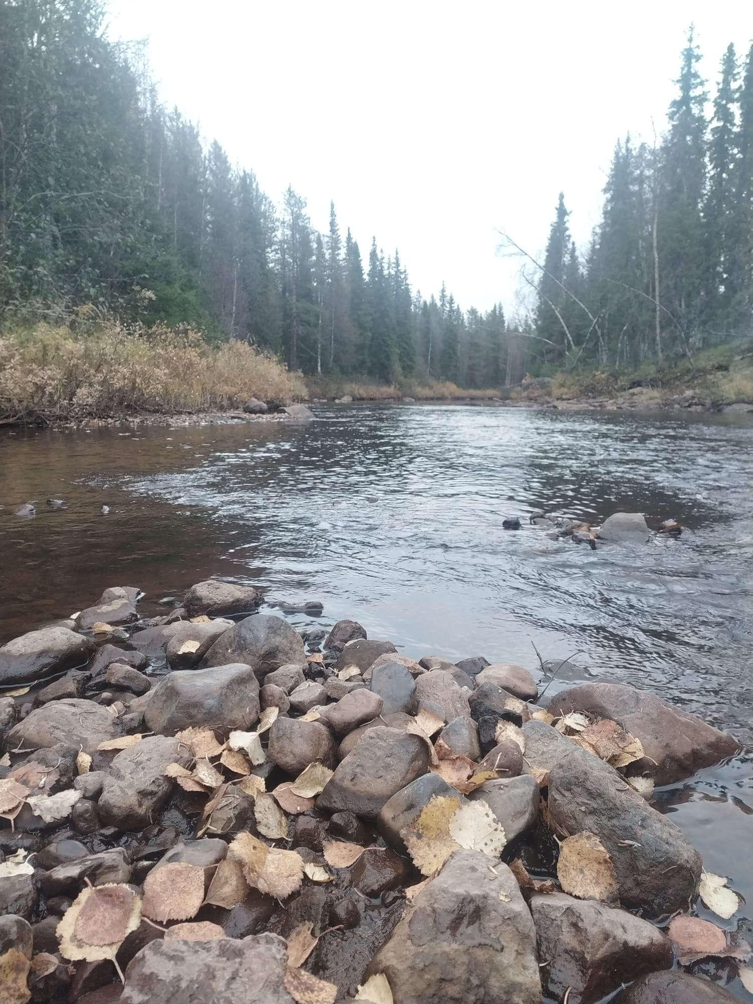 Flod och skog under hösten i norra Sverige