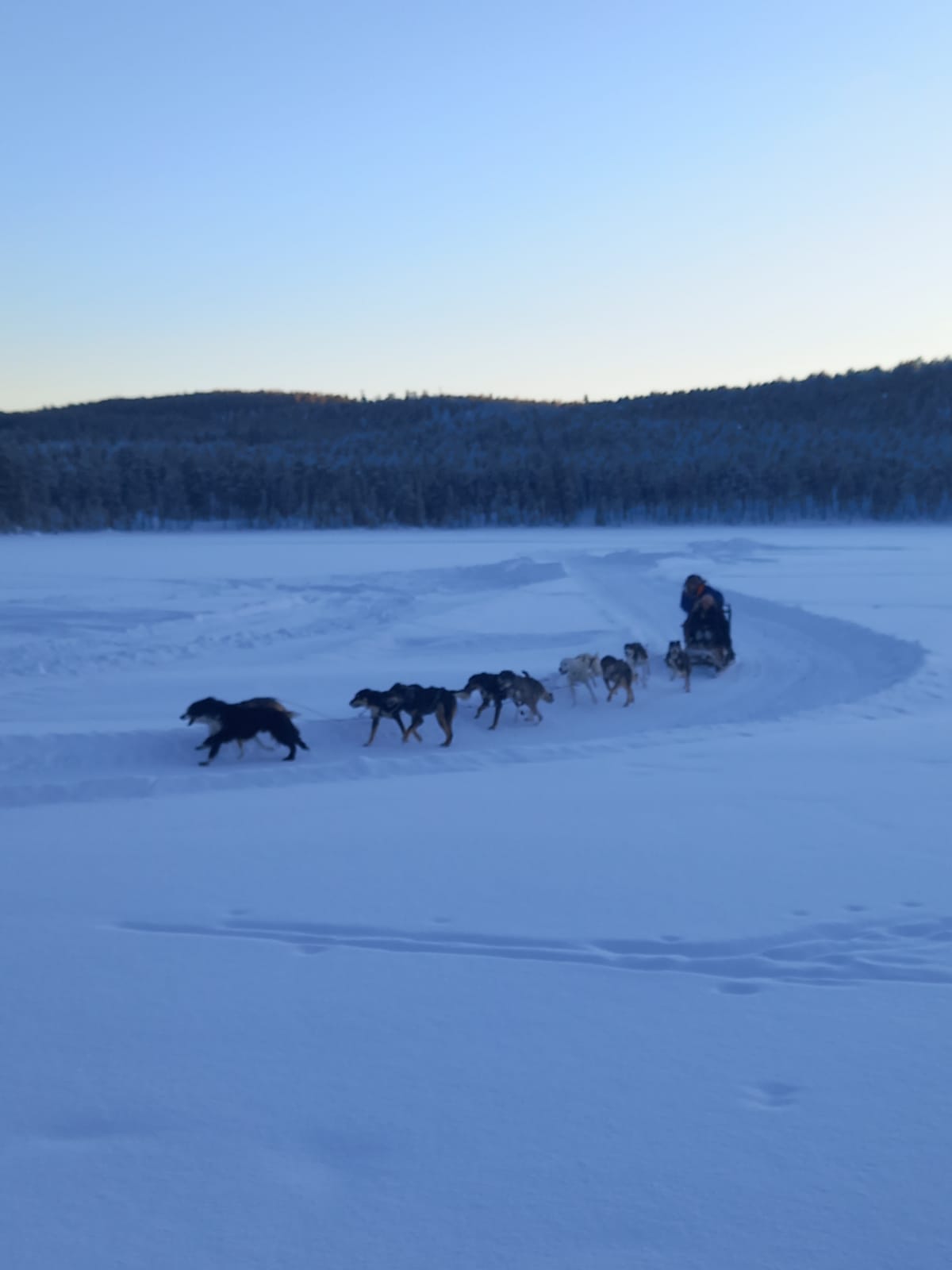 Hundspann i vinterlandskap i norra Sverige