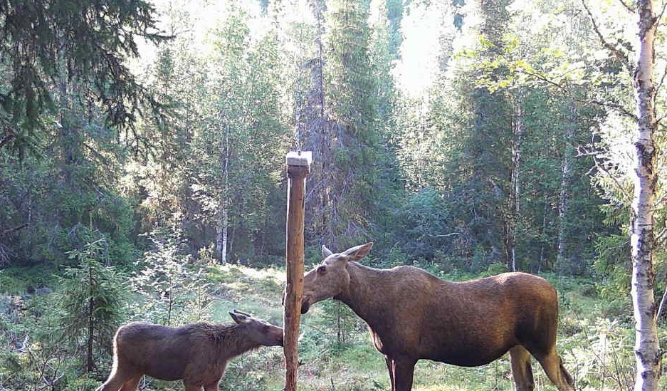 Älg med kalv i skogen
