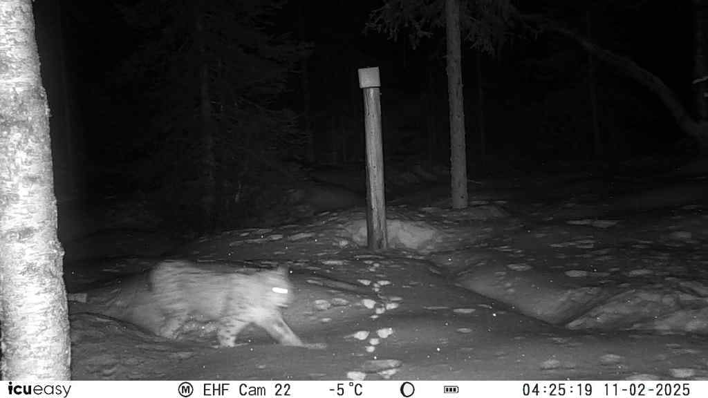 Lodjur fångat av viltkamera i vinterlandskap