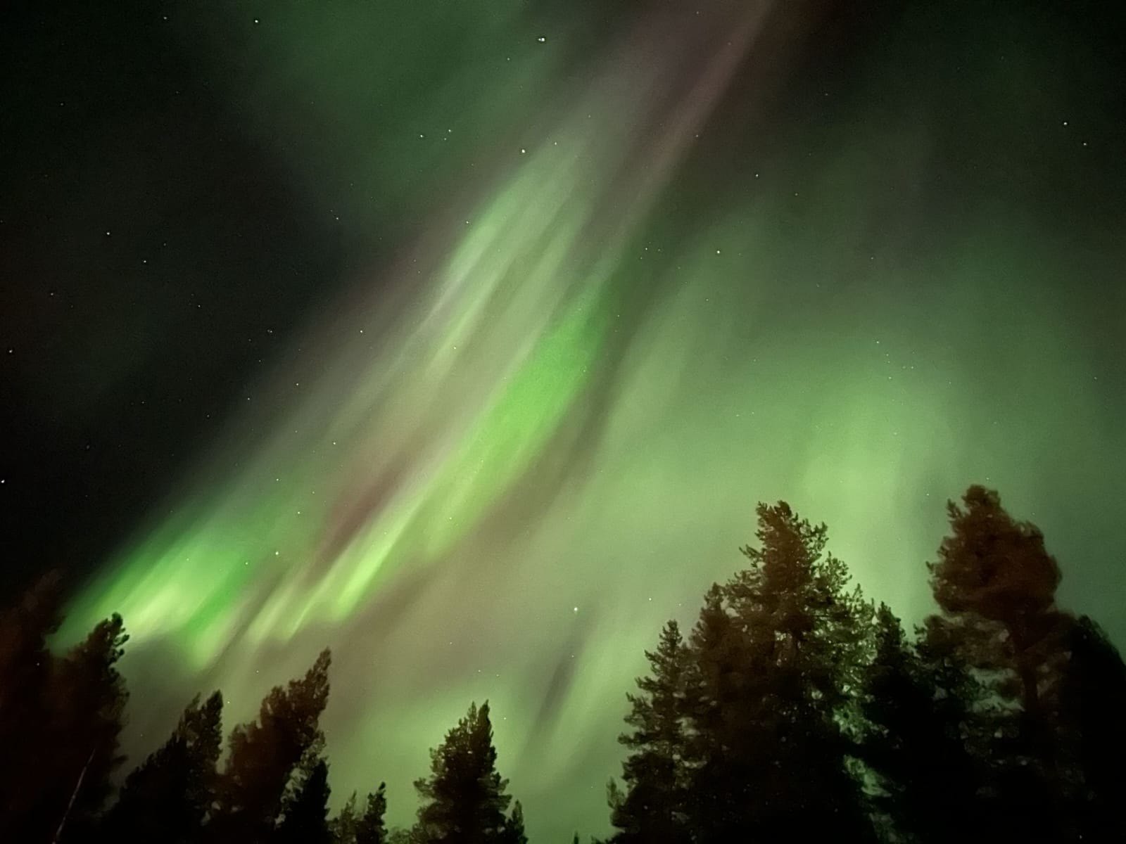 Norrsken över skog i norra Sverige