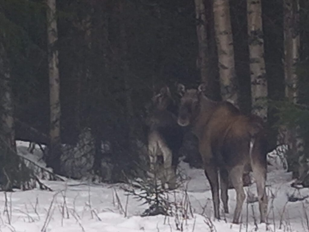 Älg i skogslandskap i norra Sverige – Projekt SARVIS