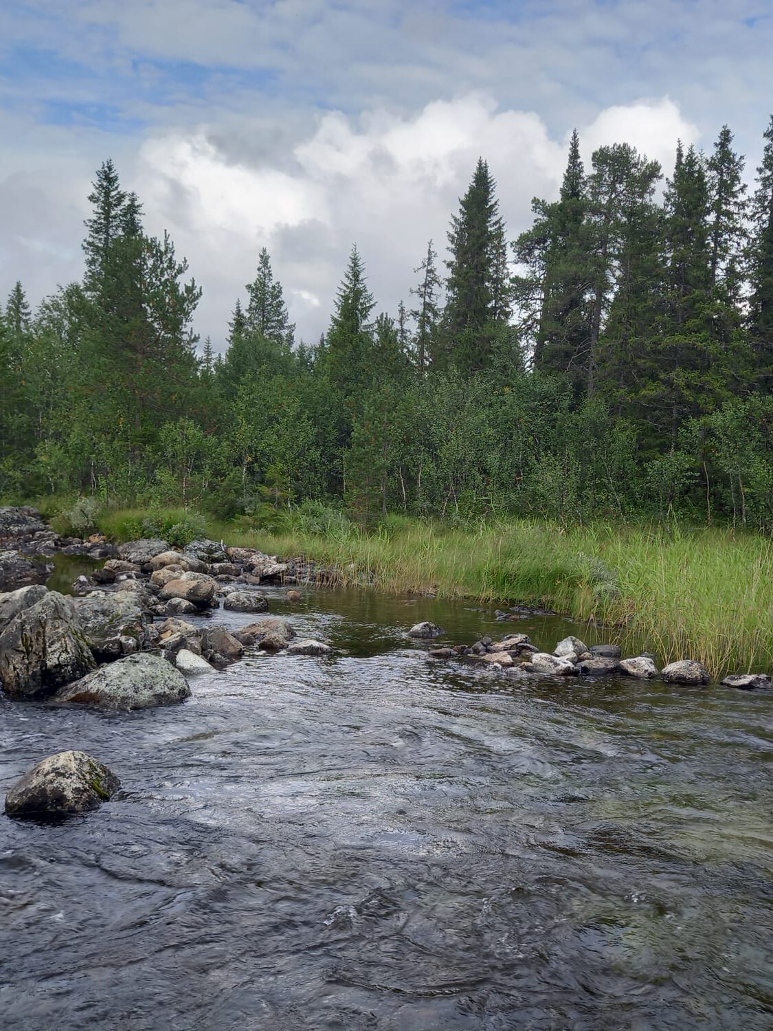 Flod och skogslandskap – Projekt MADISON