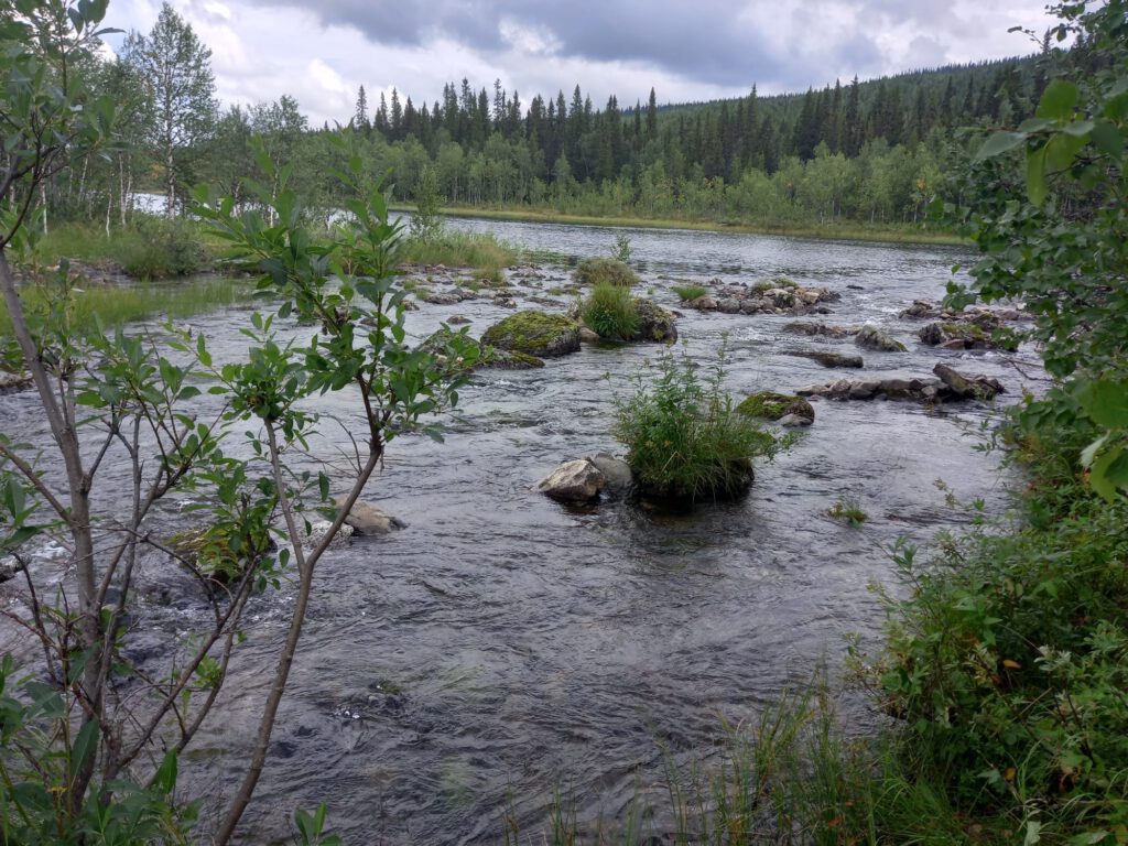 Flod, skog och landskap i Montana – Projekt MADISON